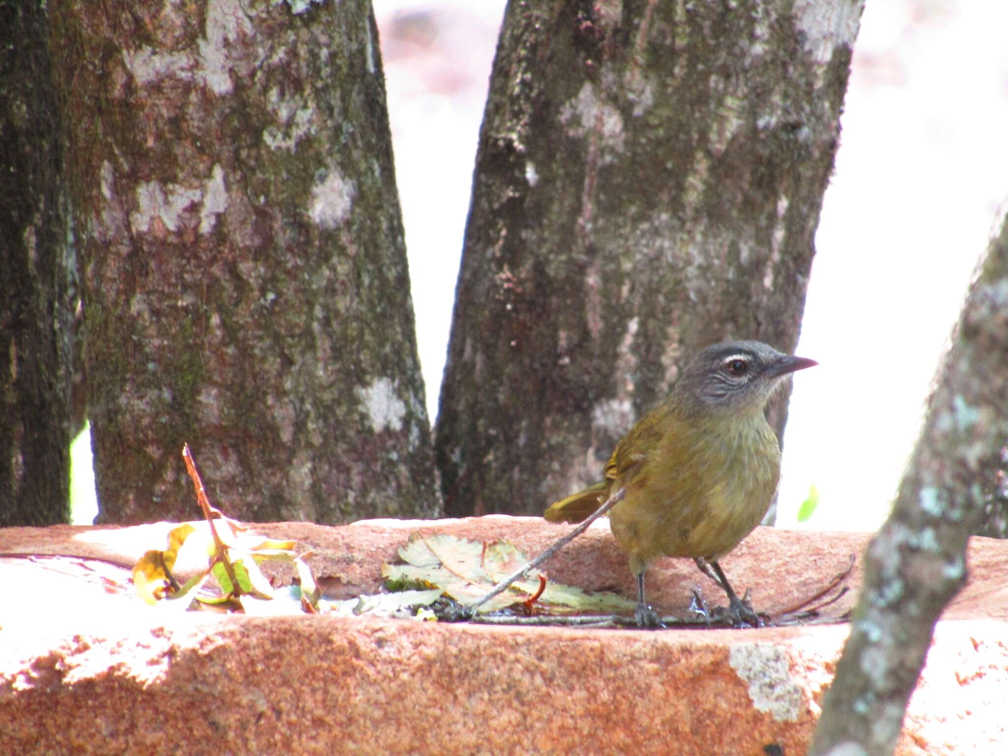 Arizelocichla milanjensis (Shelley 1894) resmi