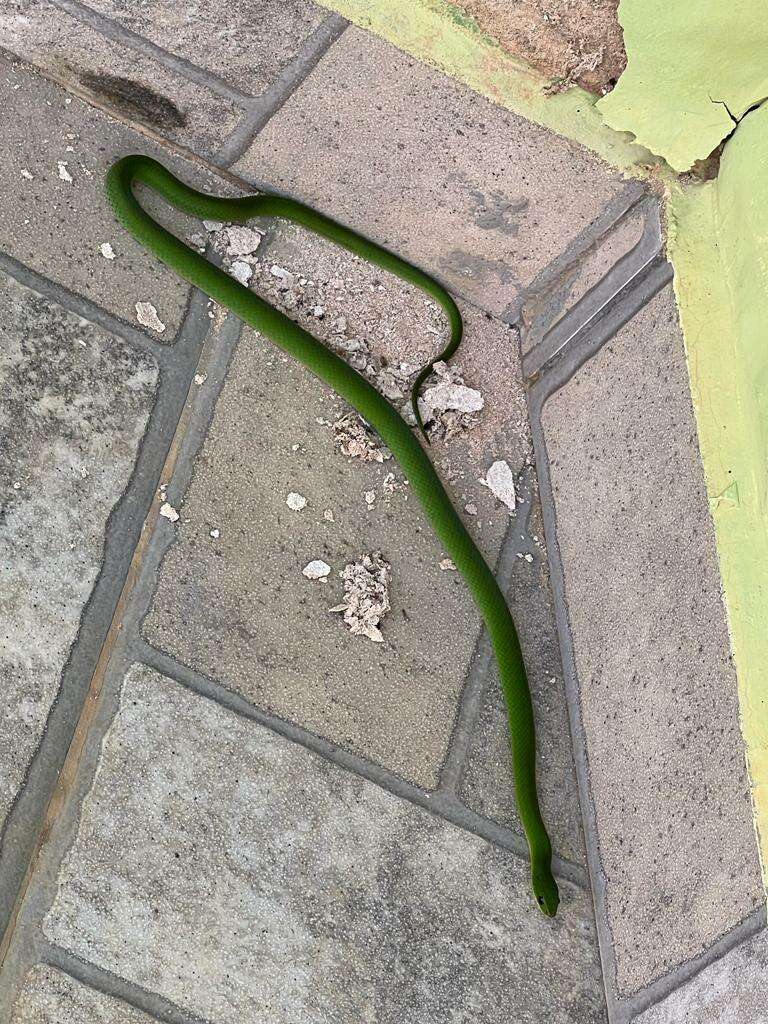 Image of Crown Ground Snake