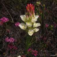 Image of Ceratandra grandiflora Lindl.