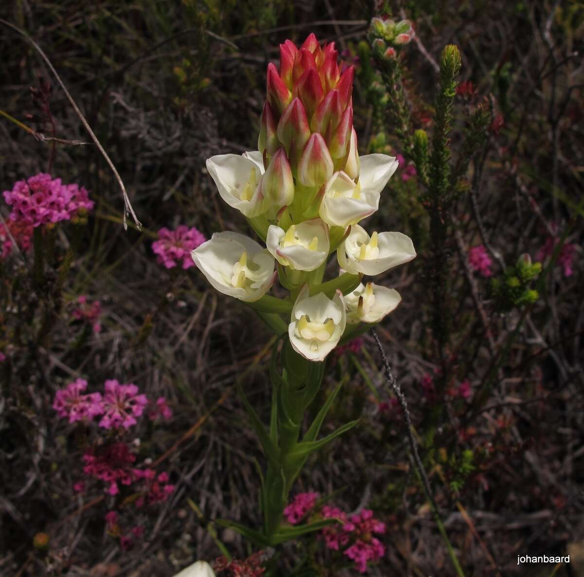 Image of Ceratandra grandiflora Lindl.