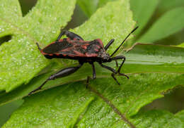 Image of Piezogaster rubropictus (Montandon 1897)