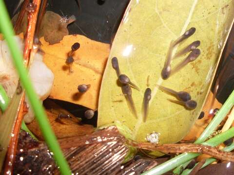 Image of Brown Frog