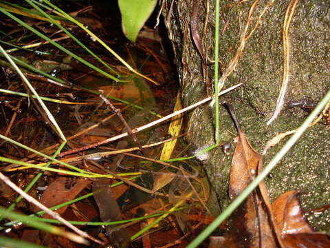 Image of Brown Frog