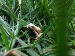 Image of Common Reed Frog
