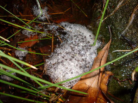 Image of Brown Frog