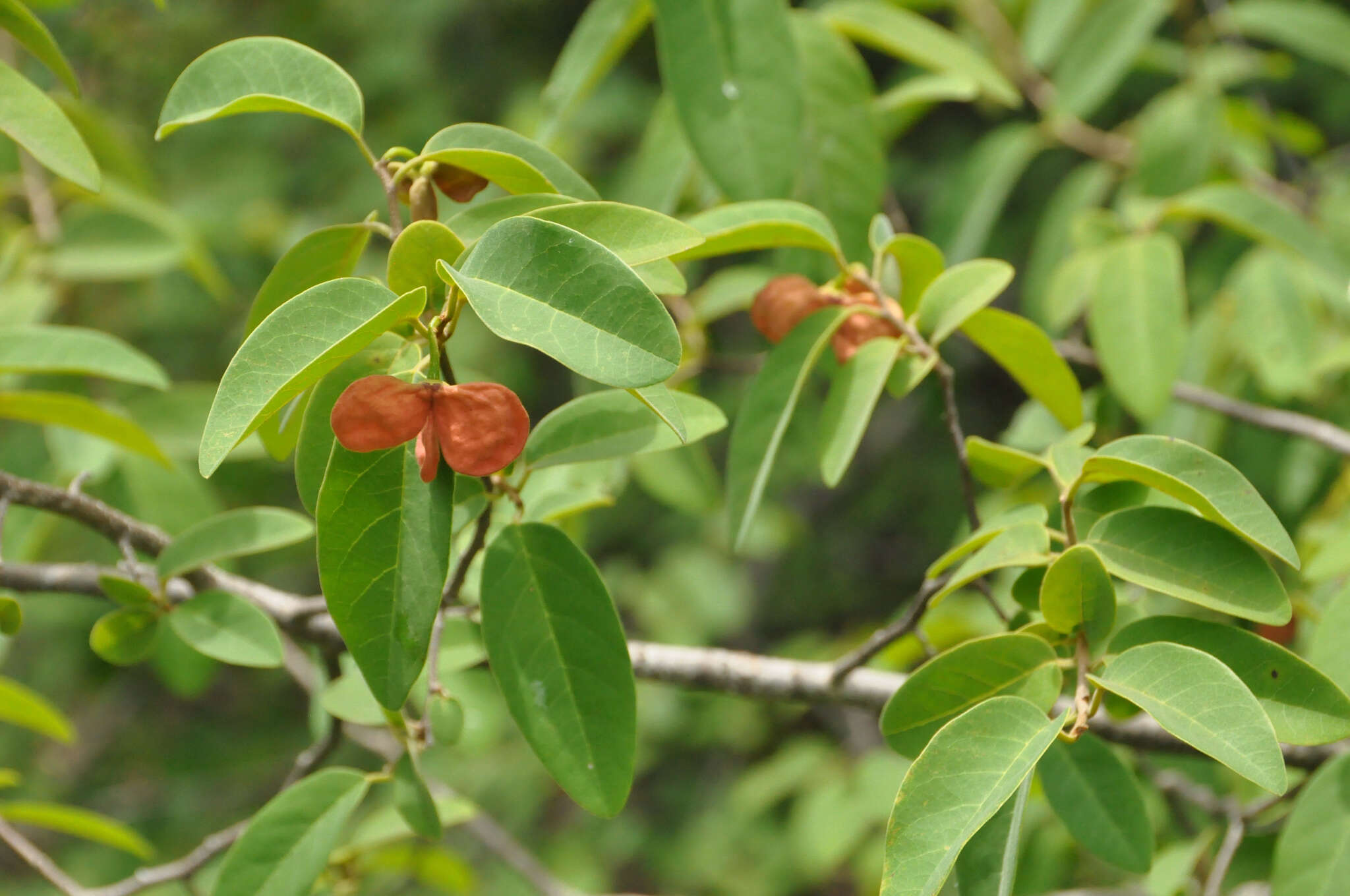 Слика од Annona leptopetala (R. E. Fr.) H. Rainer