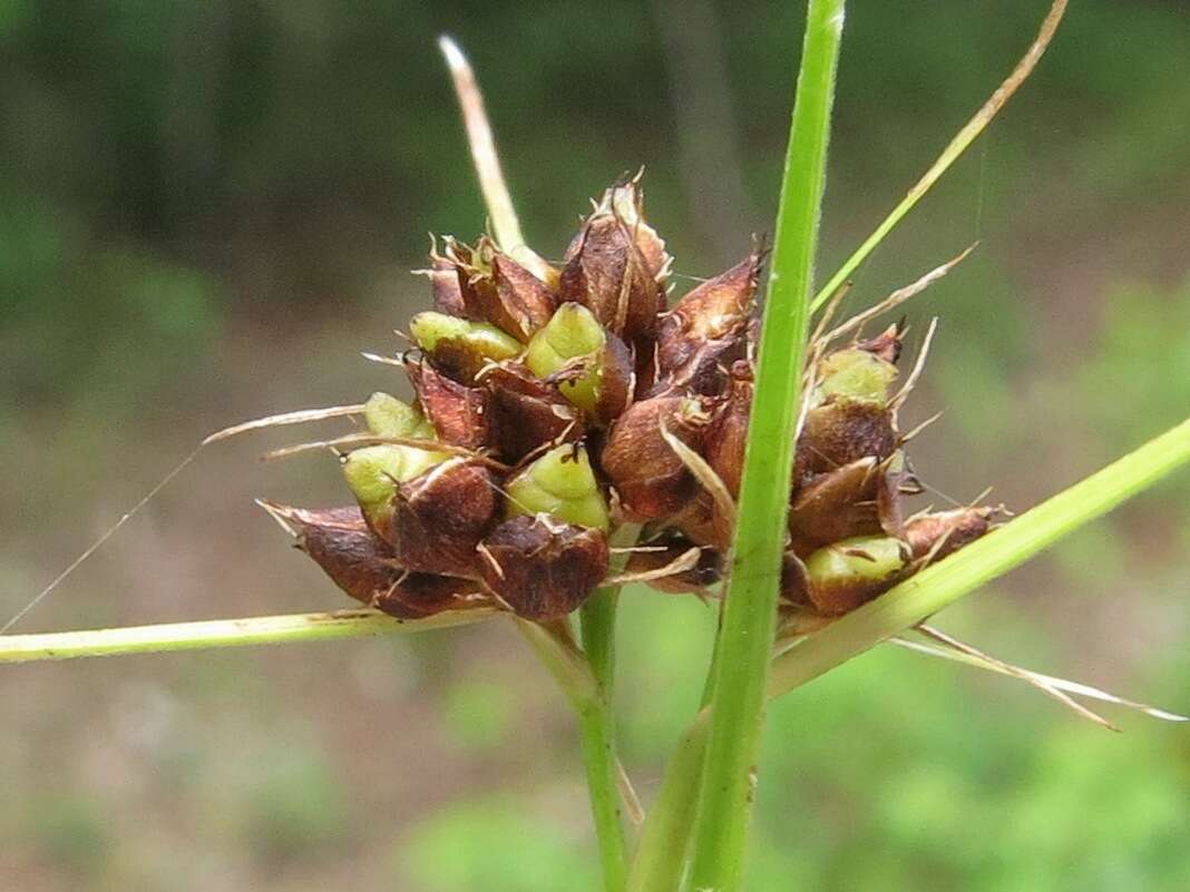 Image de Rhynchospora globularis (Chapm.) Small