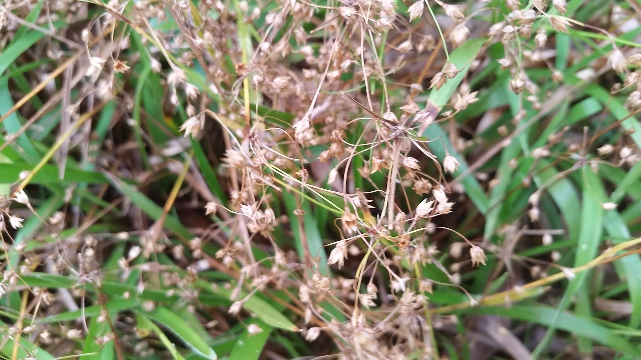 Image of hairy woodrush