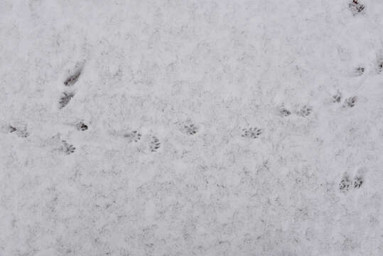 Image of western polecat, polecat