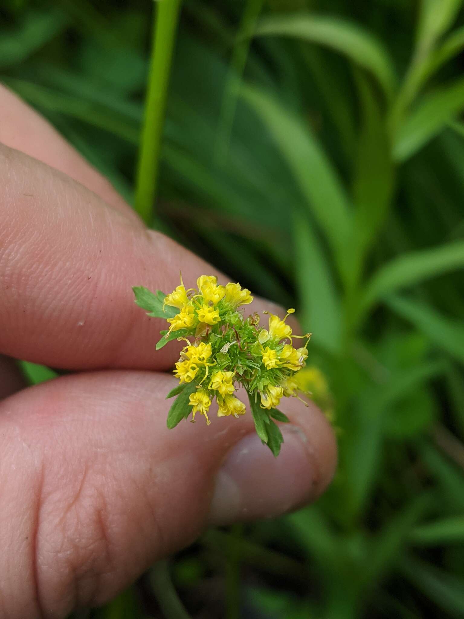 Plancia ëd Sanicula graveolens Poepp. ex DC.