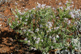 Image of Ptilotus polakii F. Müll.