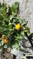 Image of Calceolaria filicaulis subsp. luxurians (Witasek) C. Ehrhart