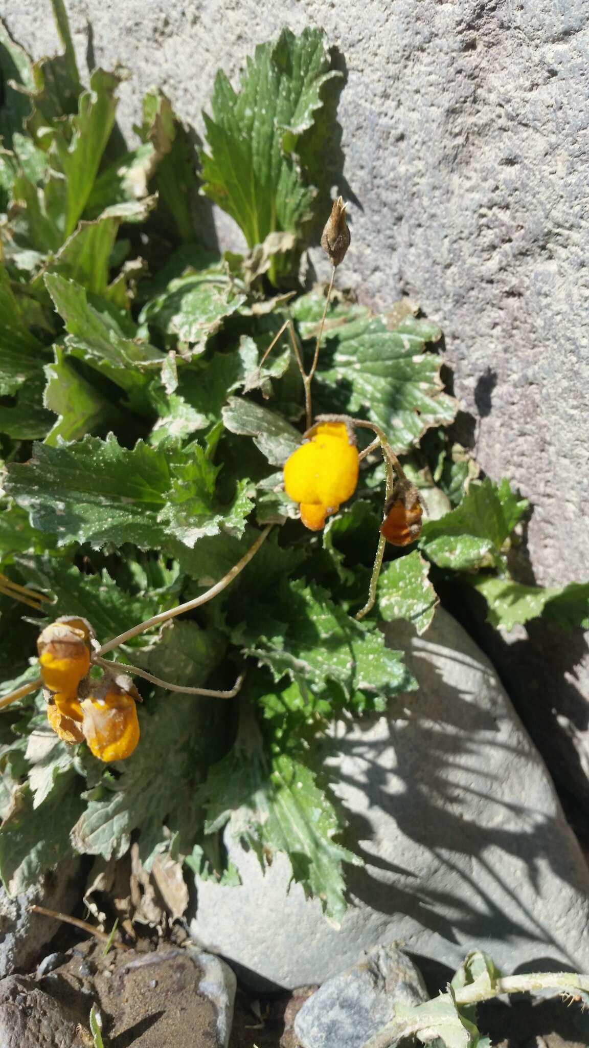 Image of Calceolaria filicaulis subsp. luxurians (Witasek) C. Ehrhart