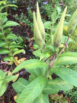 Imagem de Asclepias incarnata subsp. pulchra (Ehrh. ex Willd.) Woods.