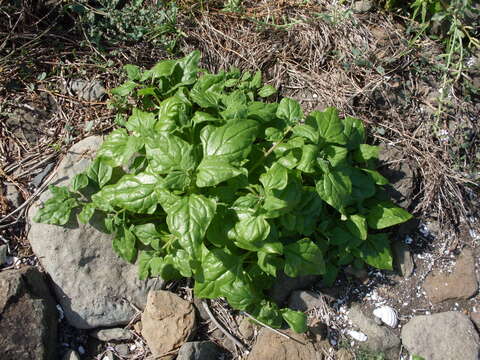 Image of New Zealand spinach