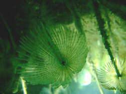 Image of Peacock worm