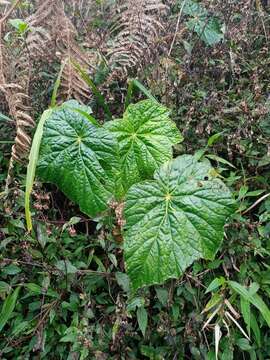 Image of Begonia multangula Blume