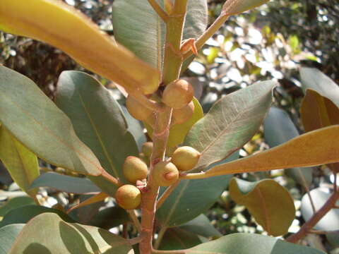 Image of Port Jackson fig