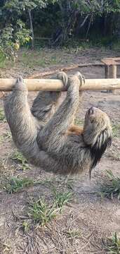 Image of Maned sloth