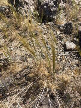 صورة Stipellula capensis (Thunb.) Röser & Hamasha