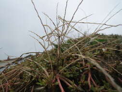 Image of hairy crabgrass