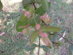 Image of Angophora hispida (Sm.) D. F. Blaxell