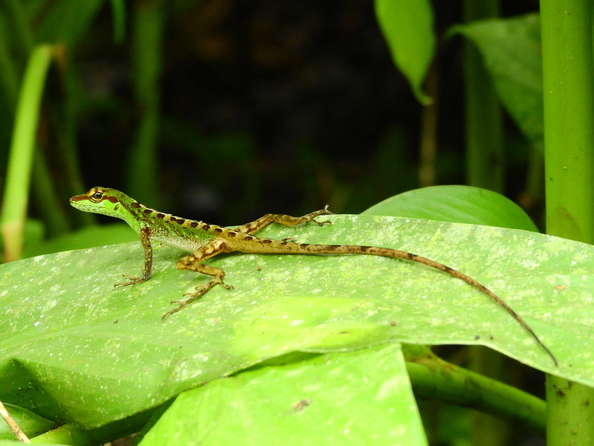 Sivun Anolis ventrimaculatus Boulenger 1911 kuva