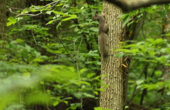 Image of Sciurus subgen. Sciurus Linnaeus 1758