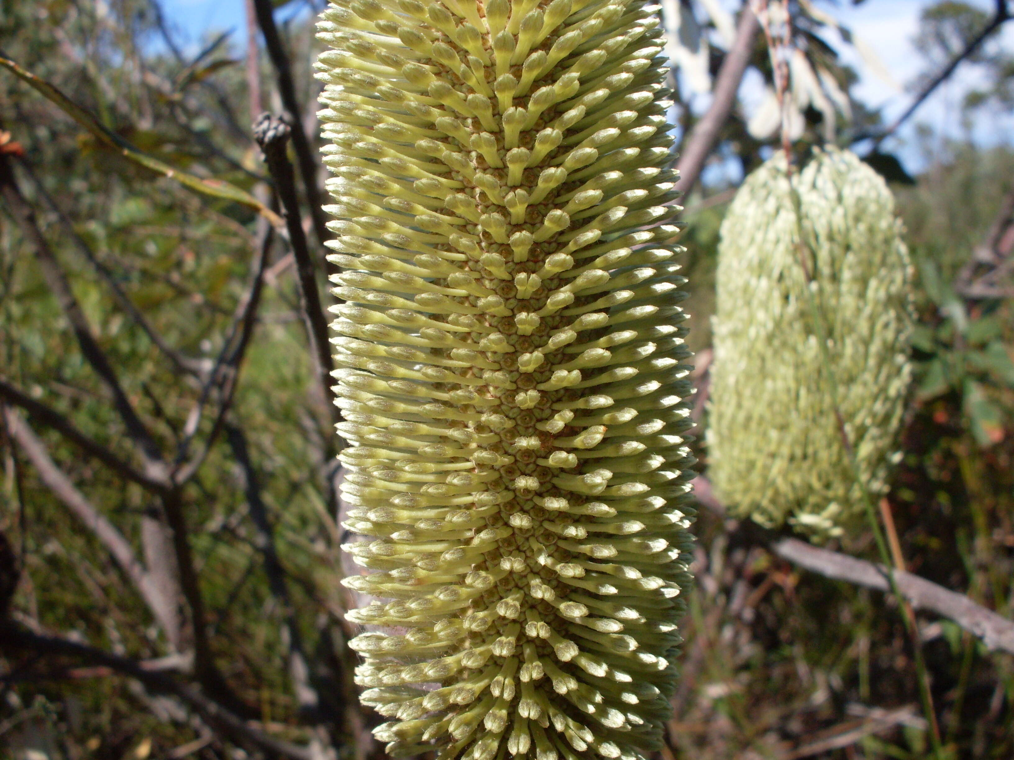 Image of Banksia oblongifolia Cav.