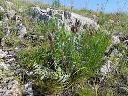 Oxytropis grandiflora (Pall.) DC. resmi