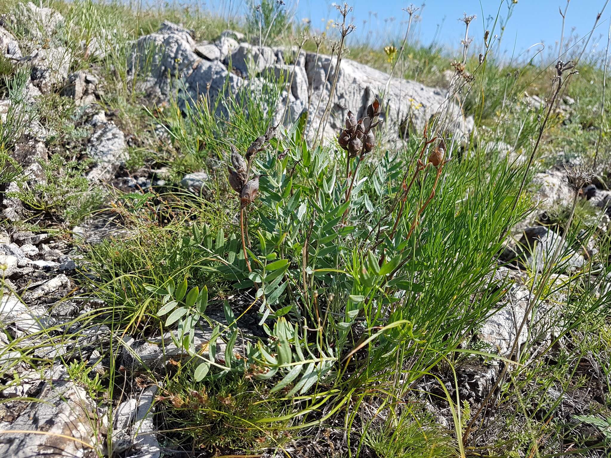 Oxytropis grandiflora (Pall.) DC. resmi