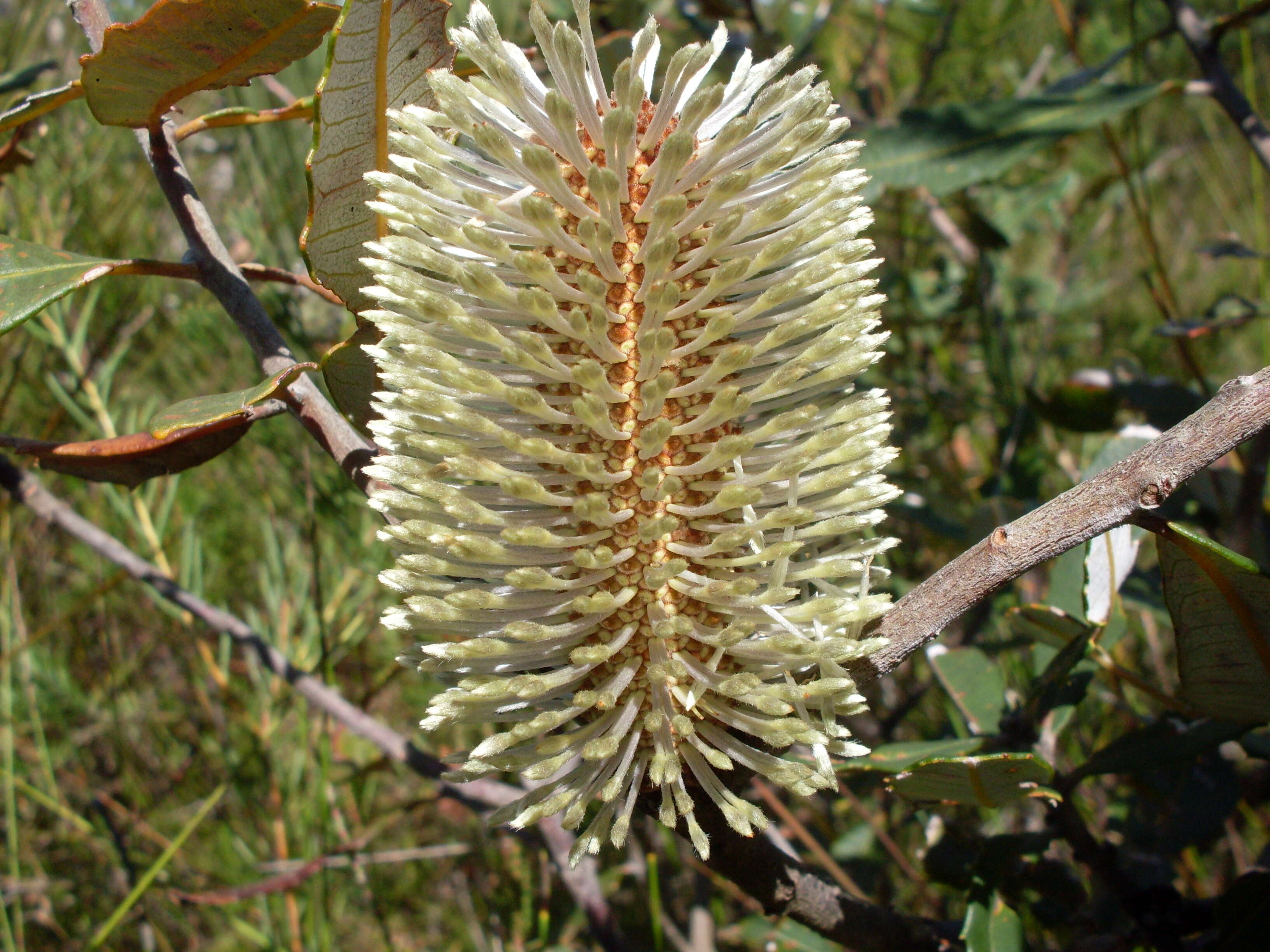 Image of Banksia oblongifolia Cav.