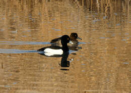 Image of Tufted Duck