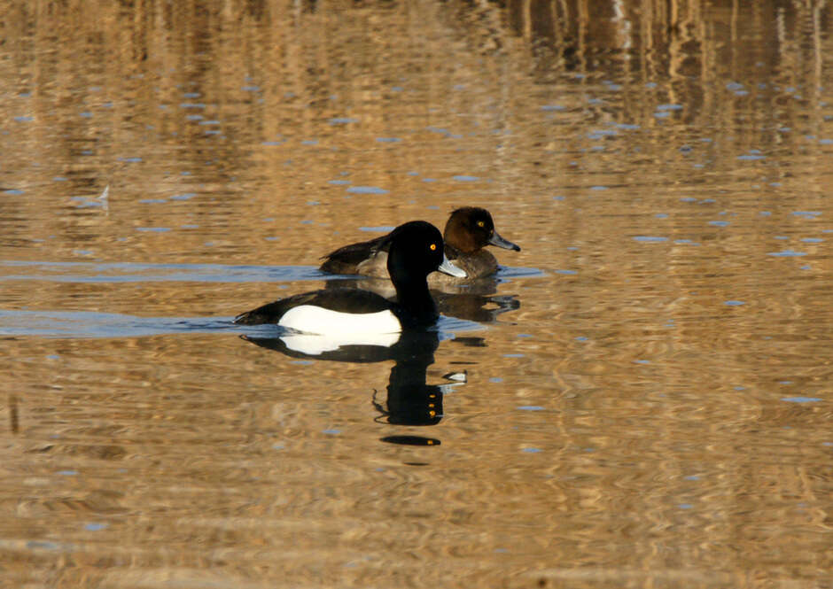 Image of Tufted Duck