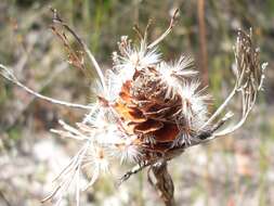 Image of Petrophile pulchella (Schrader & Wendl.) R. Br.