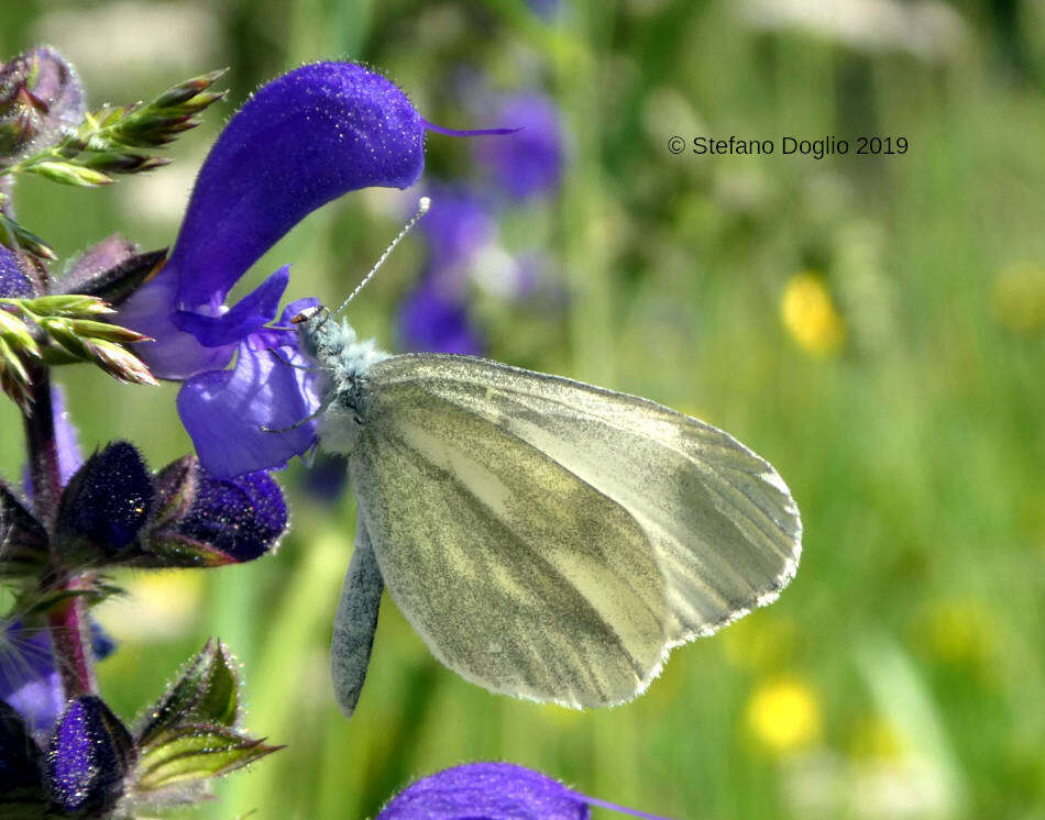 Leptidea sinapis (Linnaeus 1758)的圖片