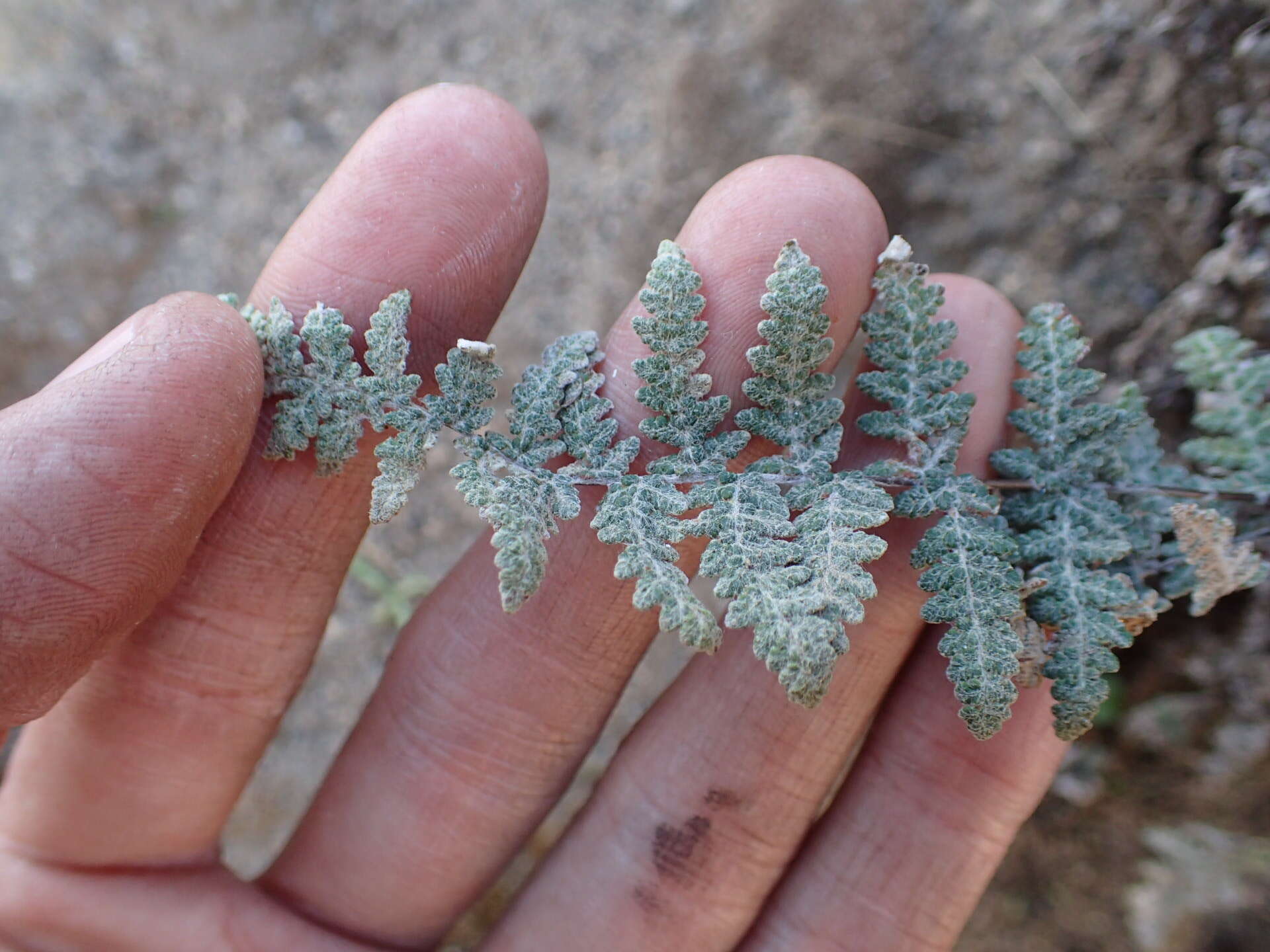 Image of Newberry's lipfern