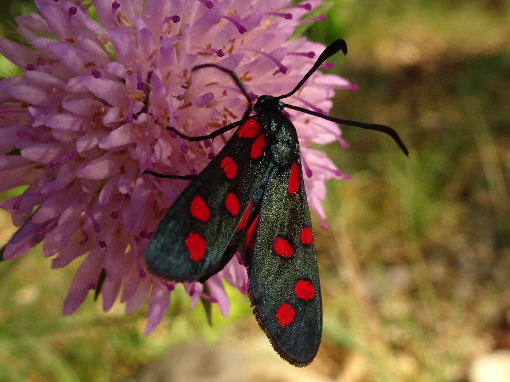 Image of six-spot burnet