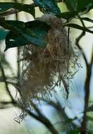 Image of Yellow-browed Tody-Flycatcher