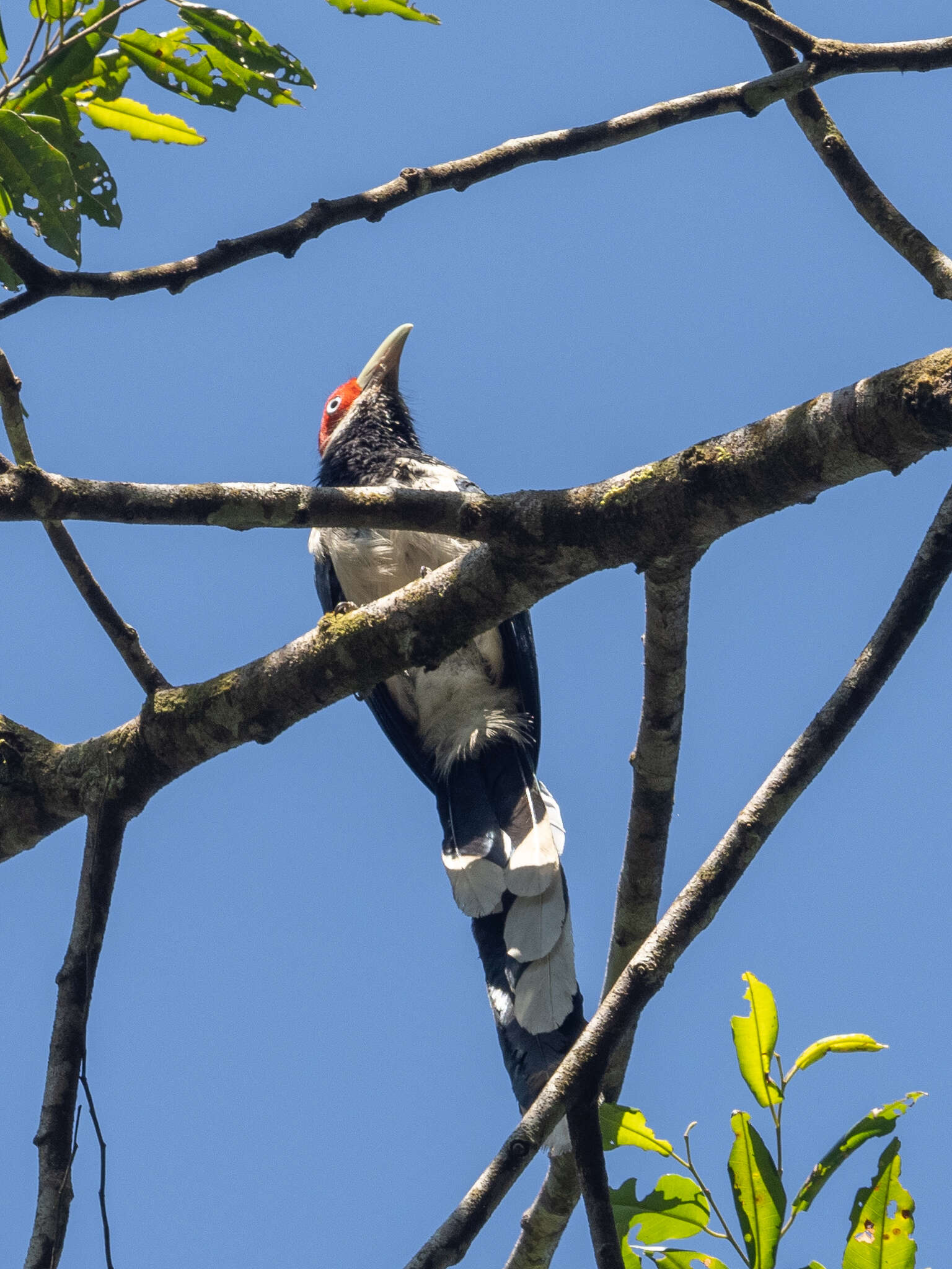 Image of Red-faced Malkoha