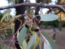 Image of red ironbark