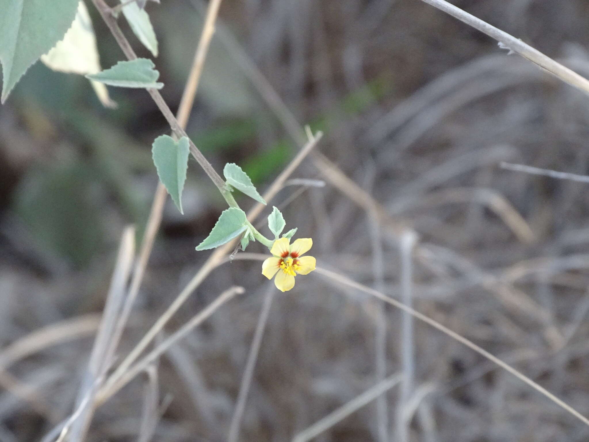 Image of anglestem Indian mallow