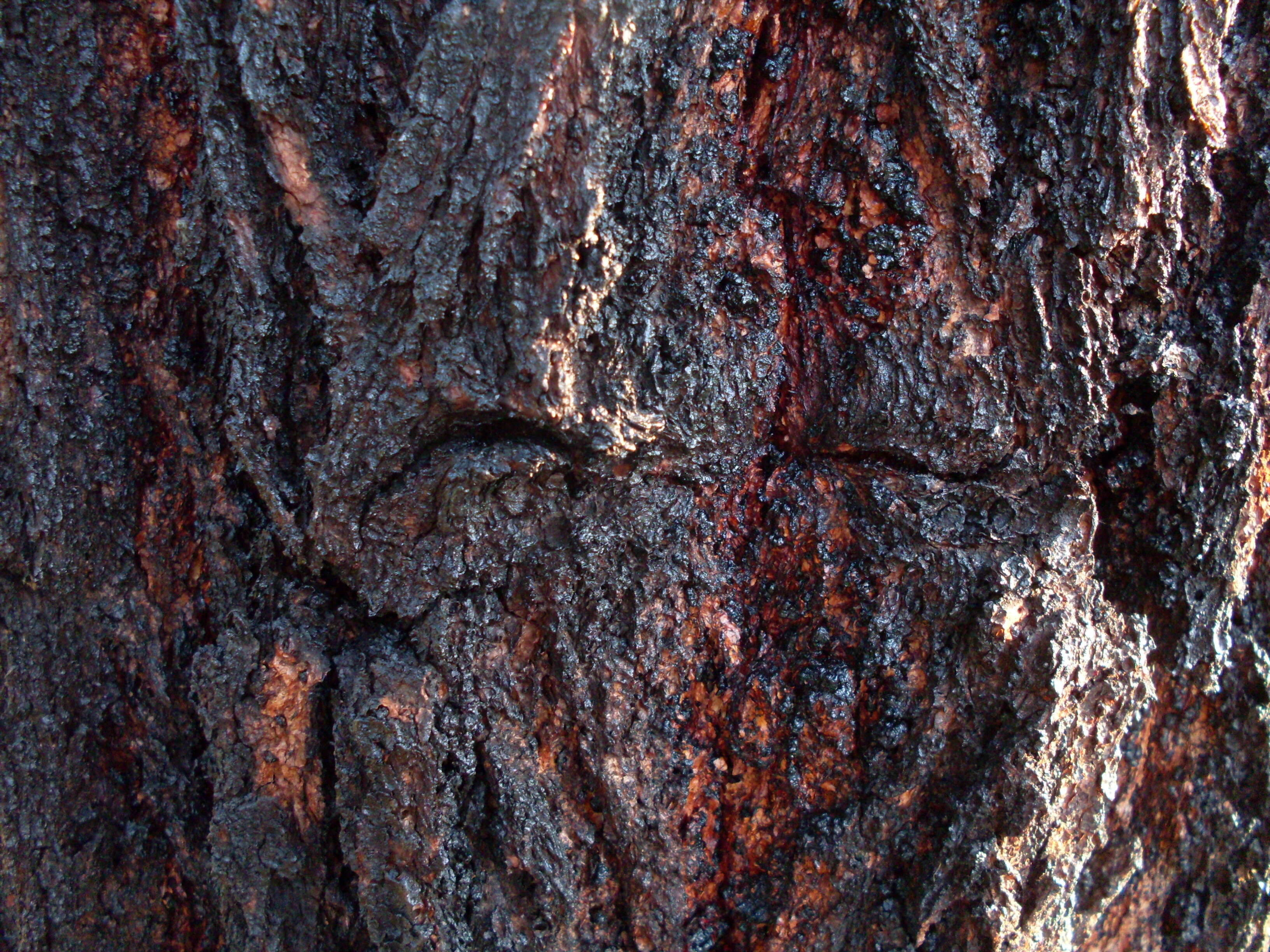 Eucalyptus sideroxylon A. Cunn. ex Woolls resmi