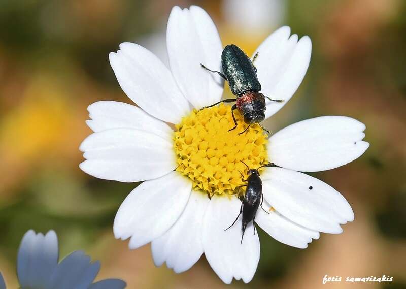 Imagem de Anthaxia hypomelaena (Illiger 1803)