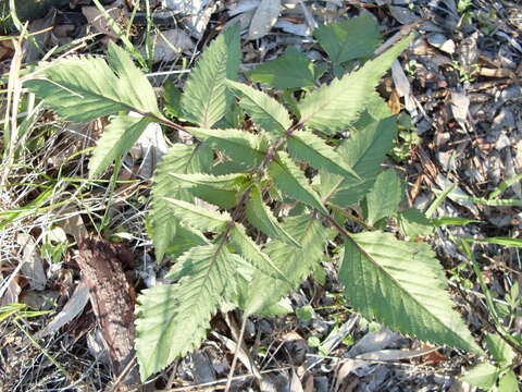 Image of hairy beggarticks