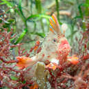 Image of Red handfish