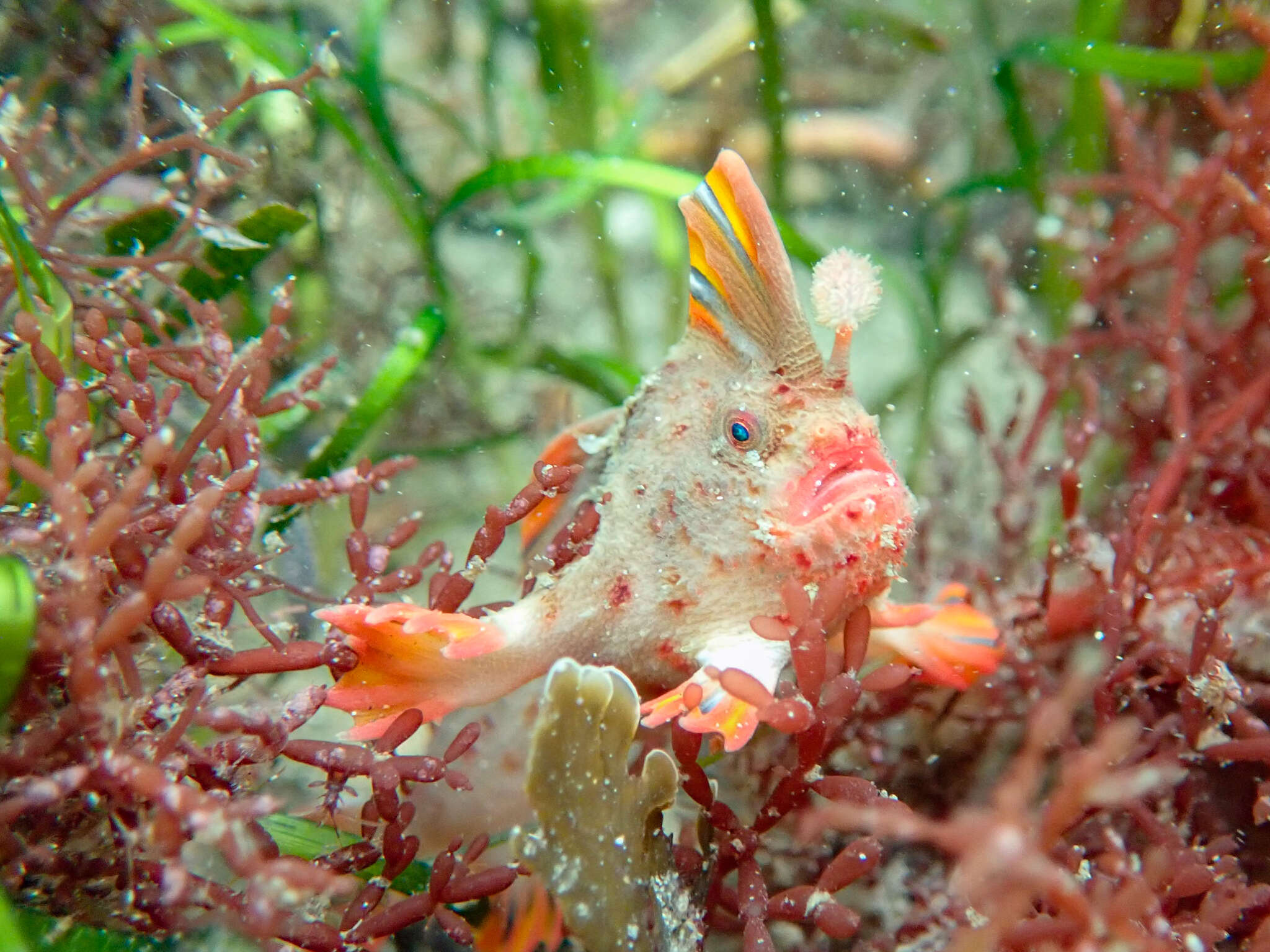 Image of Red handfish