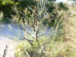 Image of weeping lovegrass