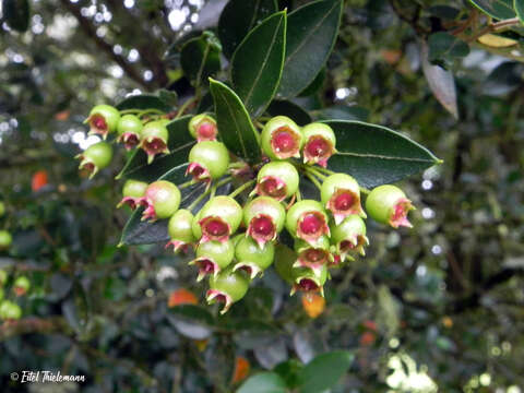 Image de Amomyrtus luma (Molina) D. Legrand & Kausel