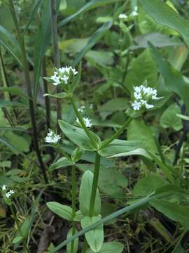 Imagem de Valerianella chenopodiifolia (Pursh) DC.